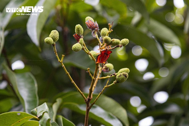 Mùa vải buồn ở Bắc Giang, mất nghìn tỷ đồng vì cây  ‘chột’ hoa - Ảnh 4.