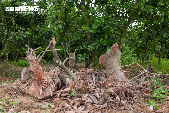 Mùa vải buồn ở Bắc Giang, mất nghìn tỷ đồng vì cây  ‘chột’ hoa - Ảnh 3.