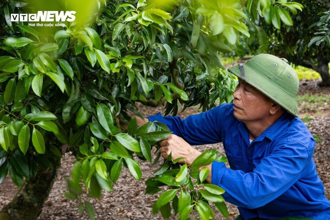 Mùa vải buồn ở Bắc Giang, mất nghìn tỷ đồng vì cây  ‘chột’ hoa - Ảnh 2.