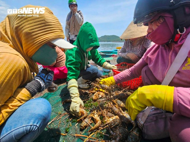 Hơn 60 tấn tôm hùm bị chết ở Phú Yên, người nuôi cay đắng bán giá 50.000 đồng/kg - Ảnh 2.