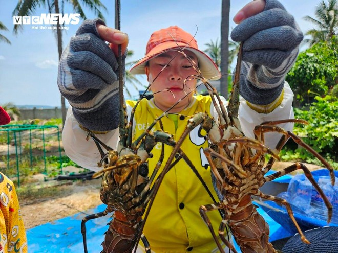 Hơn 60 tấn tôm hùm bị chết ở Phú Yên, người nuôi cay đắng bán giá 50.000 đồng/kg - Ảnh 8.