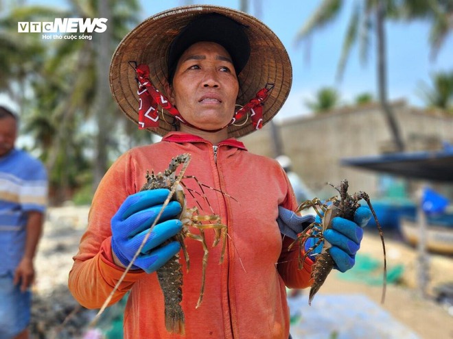 Hơn 60 tấn tôm hùm bị chết ở Phú Yên, người nuôi cay đắng bán giá 50.000 đồng/kg - Ảnh 4.