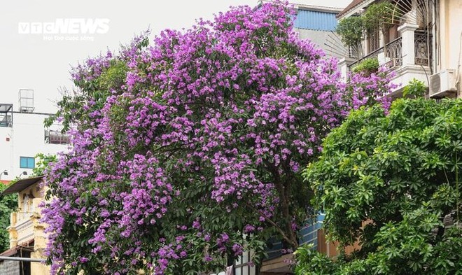 Hoa bằng lăng - Ảnh 1.