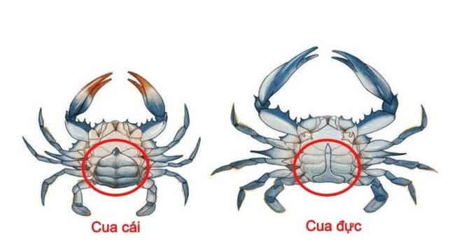 C&aacute;ch ph&acirc;n biệt cua đực v&agrave; cua c&aacute;i đơn giản m&agrave; hiệu quả - Ảnh 2.