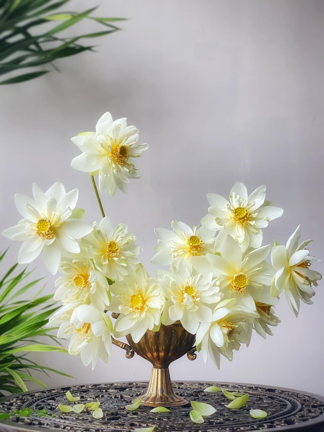 Chị em khoe bình sen đầu mùa: Người chơi sen vàng lạ mắt, người biến 150 bông hoa thành đầm sen siêu đẹp trong nhà - Ảnh 3.