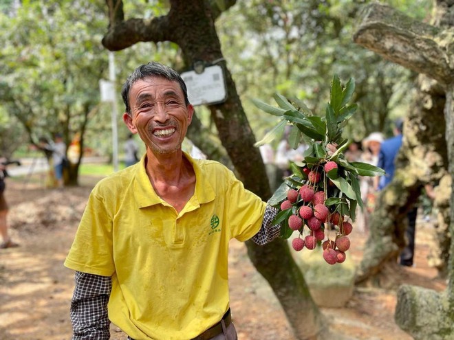 Kinh ngạc vùng trồng vải “cổ” nhất thế giới: Hơn 300 cây ít nhất 1.000 năm tuổi, đấu giá “quyền khai thác cây” thu về cả chục tỷ đồng - Ảnh 3.