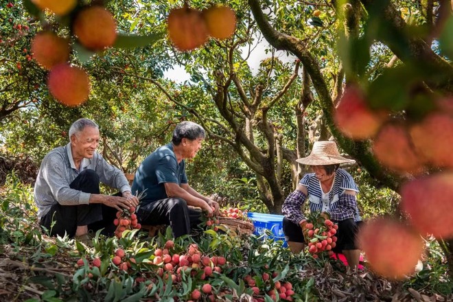 Kinh ngạc vùng trồng vải “cổ” nhất thế giới: Hơn 300 cây ít nhất 1.000 năm tuổi, đấu giá “quyền khai thác cây” thu về cả chục tỷ đồng - Ảnh 1.