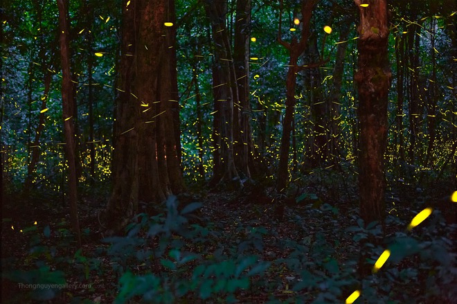 HOT: Vườn quốc gia Cúc Phương mở tour đêm đi ngắm đom đóm và xem động vật hoang dã ban đêm giữa rừng - Ảnh 1.