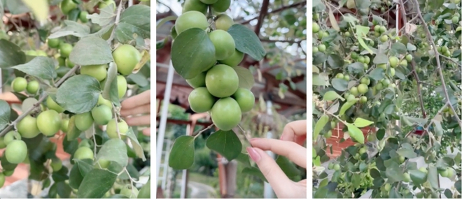 Mỹ Tâm khiến dân mạng mắt tròn mắt dẹt khi flex khu vườn siêu trái: Cây táo 2000 trái mọc như nho, xoài mọc sà xuống tận sát mặt đất - Ảnh 2. Mỹ Tâm khiến dân mạng mắt tròn mắt dẹt khi flex khu vườn siêu trái: Cây táo 2000 trái mọc như nho, xoài mọc sà xuống tận sát mặt đất - Ảnh 2.