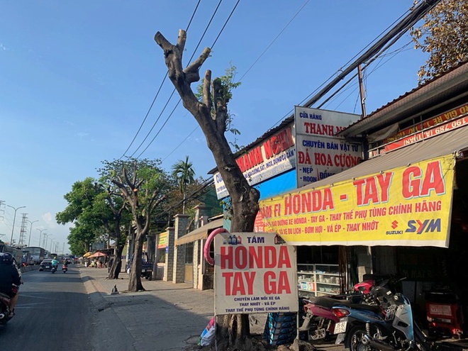 TPHCM: Hàng cây xanh bị cắt trụi lủi, thân trơ trọi giữa nắng nóng gay gắt - Ảnh 13.