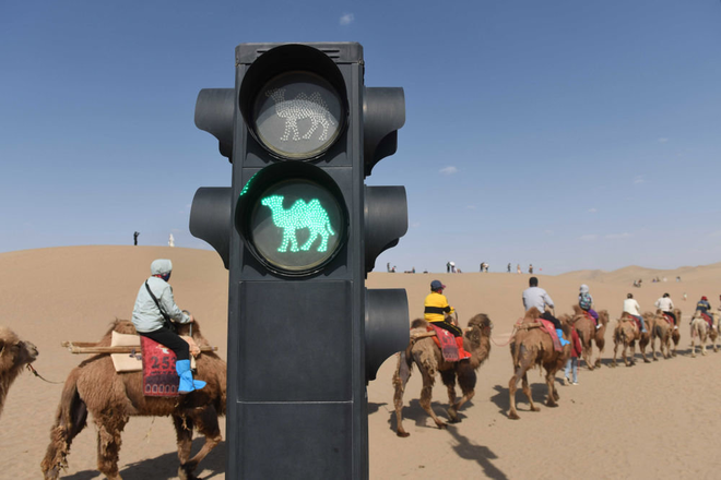 Lắp đèn đỏ giữa sa mạc tránh kẹt” lạc đà, du khách vẫn điêu đứng vì tắc đường: 5 phút nhích được 2 bước! - Ảnh 4.
