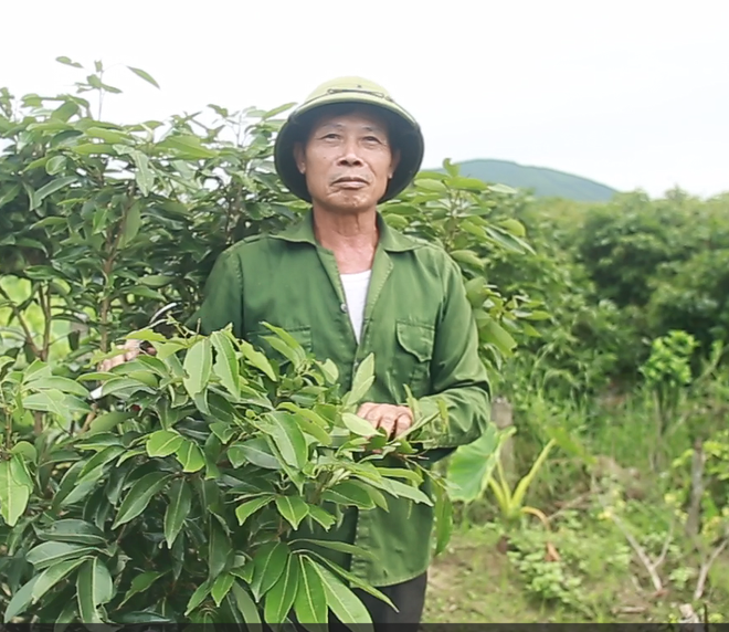 Người dân Bắc Giang bất lực vì vải thiều mất mùa: Chưa năm nào tôi thấy đáng sợ như năm nay - Ảnh 5.