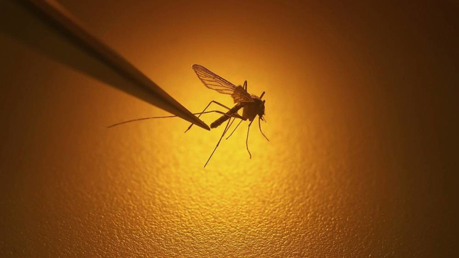 Muỗi sợ nhất bát nước này, chỉ cần đặt một vài cái trong nhà, muỗi và côn trùng bị diệt sạch sẽ - Ảnh 1.