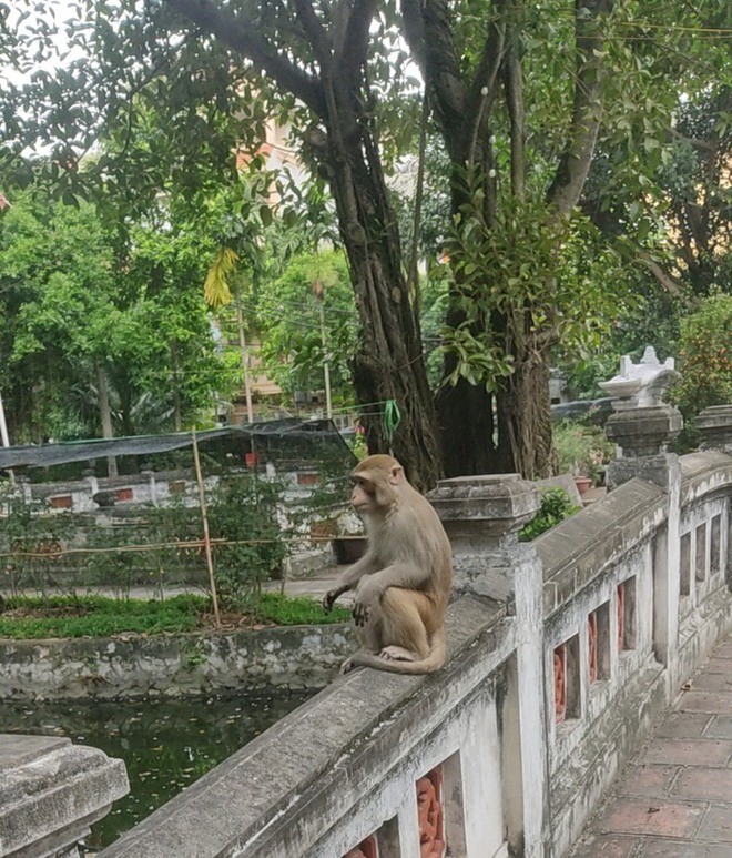 Bắt con khỉ hoang ở trung tâm Hà Nội, chuyên quấy phá người dân - Ảnh 2.