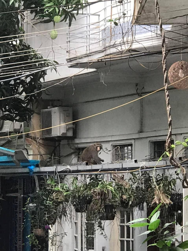 Bắt con khỉ hoang ở trung tâm Hà Nội, chuyên quấy phá người dân - Ảnh 1.