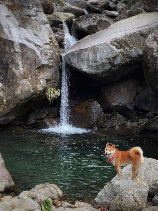 Chú chó thành idol mạng nhờ chinh phục 7 ngọn núi khó trèo ở Việt Nam - Ảnh 5.