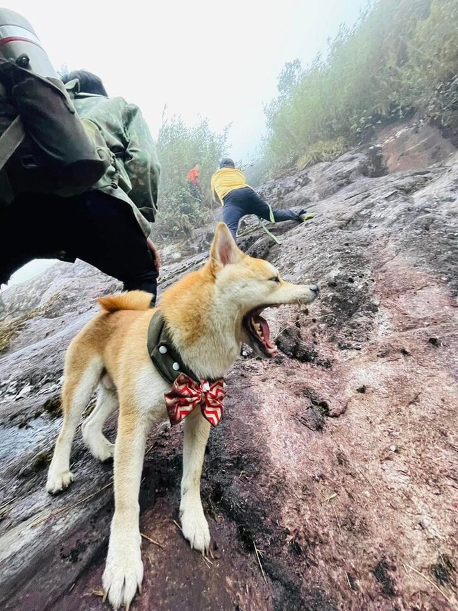 Chú chó thành idol mạng nhờ chinh phục 7 ngọn núi khó trèo ở Việt Nam - Ảnh 4.