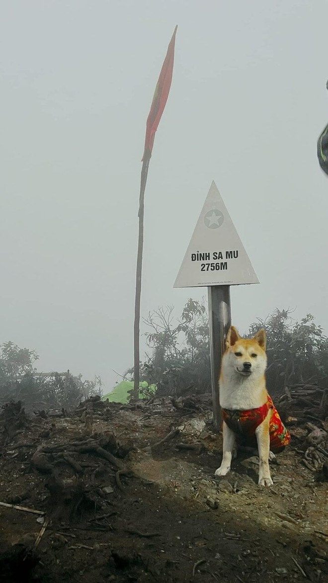 Chú chó thành idol mạng nhờ chinh phục 7 ngọn núi khó trèo ở Việt Nam - Ảnh 2.