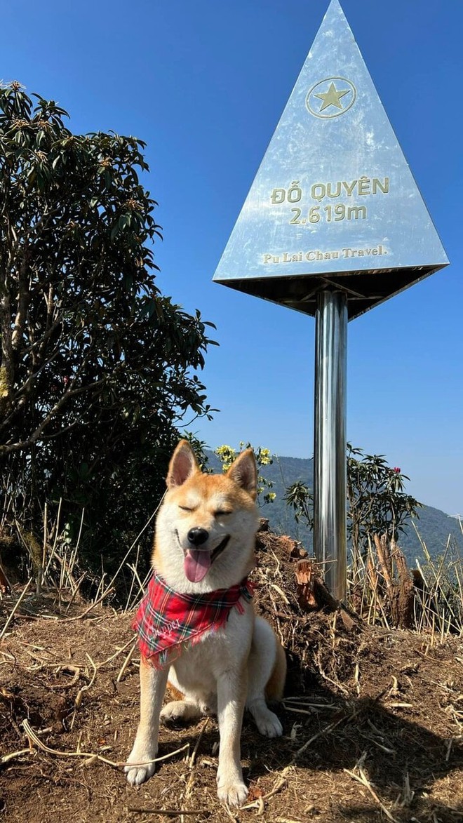 Chú chó thành idol mạng nhờ chinh phục 7 ngọn núi khó trèo ở Việt Nam - Ảnh 1.