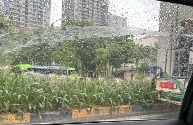 Hà Nội khẩn trương làm rõ vụ dùng xe bồn tưới cây dưới mưa tầm tã - Ảnh 1.