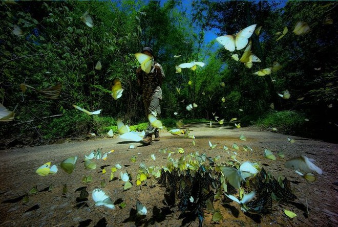 Đến Nam Cát Tiên, ngắm mùa bướm bay đẹp như cổ tích - Ảnh 4.