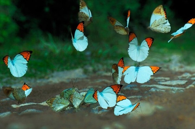 Đến Nam Cát Tiên, ngắm mùa bướm bay đẹp như cổ tích - Ảnh 2.