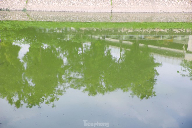 Nước sông Tô Lịch bỗng chuyển sang màu xanh lục - Ảnh 5.