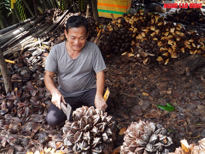 Loại trái từng bỏ đi, giờ đem về tiền triệu cho người miền Tây - Ảnh 10.