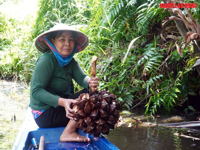 Loại trái từng bỏ đi, giờ đem về tiền triệu cho người miền Tây - Ảnh 5.