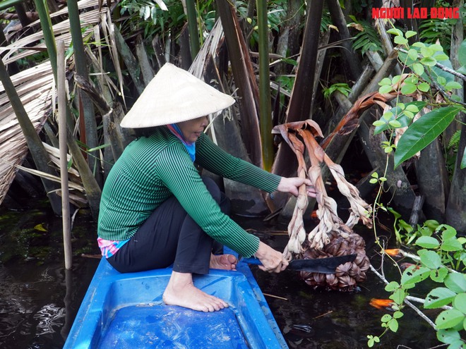 Loại trái từng bỏ đi, giờ đem về tiền triệu cho người miền Tây - Ảnh 3.