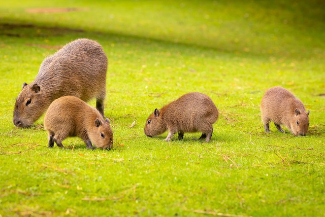 Vì sao chuột Capybara được giới trẻ Việt săn lùng, mê điên đảo? - Ảnh 1.