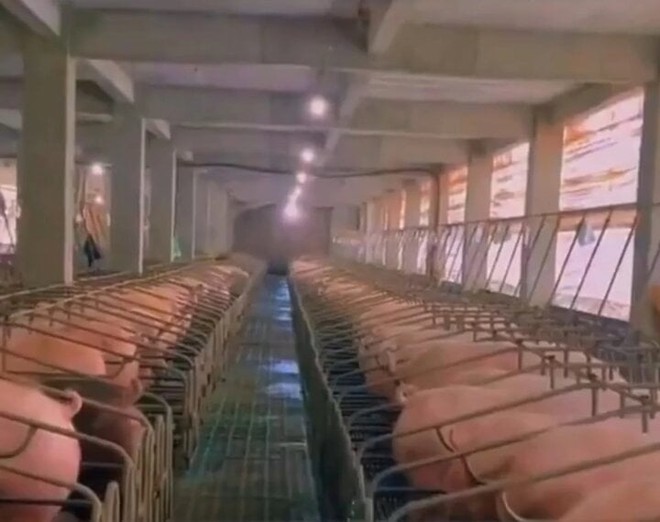 Cuộc sống quý tộc của hơn 1 triệu con lợn trong 2 tòa nhà 26 tầng ở Trung Quốc - Ảnh 3.