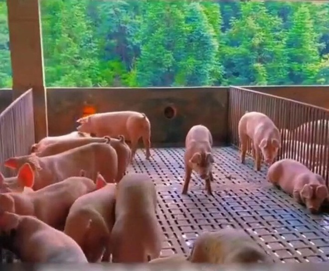 Cuộc sống quý tộc của hơn 1 triệu con lợn trong 2 tòa nhà 26 tầng ở Trung Quốc - Ảnh 2.