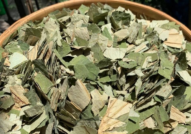 Loại lá phơi khô là thảo dược xanh Việt Nam đang sẵn: Nấu nước thành trà chống nắng tự nhiên, da trắng dáng thon - Ảnh 1.