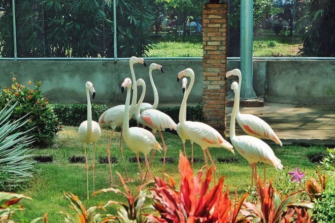 Những sở thú được yêu thích nhất tại Việt Nam - Ảnh 6.
