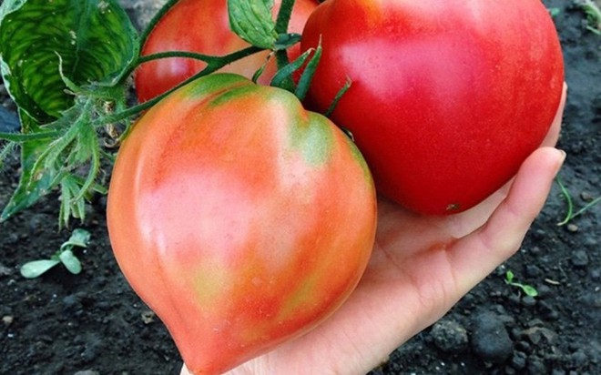 Tại sao cà chua ngày nay cứng và có thể bảo quản vài tuần mà không hỏng?: Đây là câu trả lời cho bạn - Ảnh 2.