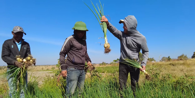 Loại củ bán đầy ở chợ Việt Nam với giá cực rẻ, sang châu Phi thành hàng hiếm được thương lái tranh mua như đặc sản - Ảnh 2.