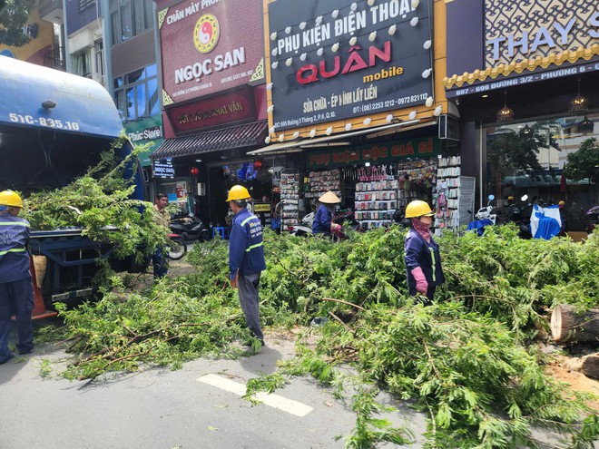 TP.HCM: Cắt tỉa hàng loạt cây xanh sau sự cố nhánh cây rơi xuống đường khiến 1 người tử vong - Ảnh 7.