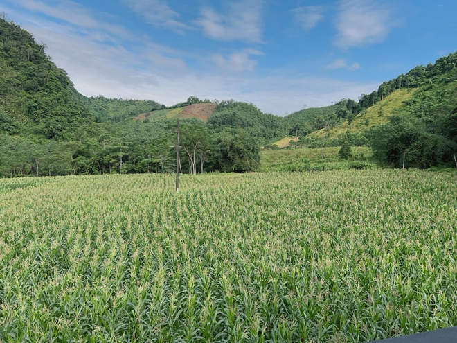 Cặp vợ chồng chi 3 tỷ xây nhà như cổ tích trên vùng núi Tuyên Quang: View triệu đô, 0 đồng rau củ- Ảnh 19. Cặp vợ chồng chi 3 tỷ xây nhà như cổ tích trên vùng núi Tuyên Quang: View triệu đô, 0 đồng rau củ- Ảnh 19.