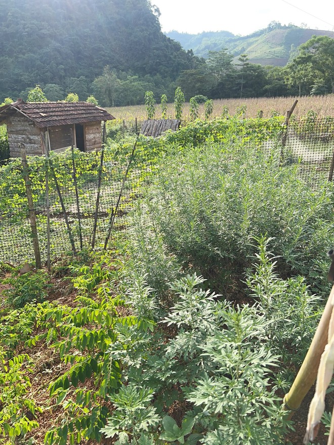 Cặp vợ chồng chi 3 tỷ xây nhà như cổ tích trên vùng núi Tuyên Quang: View triệu đô, 0 đồng rau củ- Ảnh 17. Cặp vợ chồng chi 3 tỷ xây nhà như cổ tích trên vùng núi Tuyên Quang: View triệu đô, 0 đồng rau củ- Ảnh 17.