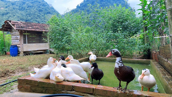 Cặp vợ chồng chi 3 tỷ xây nhà như cổ tích trên vùng núi Tuyên Quang: View triệu đô, 0 đồng rau củ- Ảnh 15. Cặp vợ chồng chi 3 tỷ xây nhà như cổ tích trên vùng núi Tuyên Quang: View triệu đô, 0 đồng rau củ- Ảnh 15.