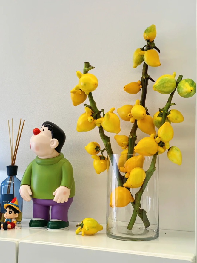 "Cây tài lộc" ít người biết: Quả vàng óng 5 múi, chưng Tết 2026 mang ý nghĩa "ngũ phúc lâm môn", tiền vào như nước- Ảnh 42. "Cây tài lộc" ít người biết: Quả vàng óng 5 múi, chưng Tết 2026 mang ý nghĩa "ngũ phúc lâm môn", tiền vào như nước- Ảnh 42.