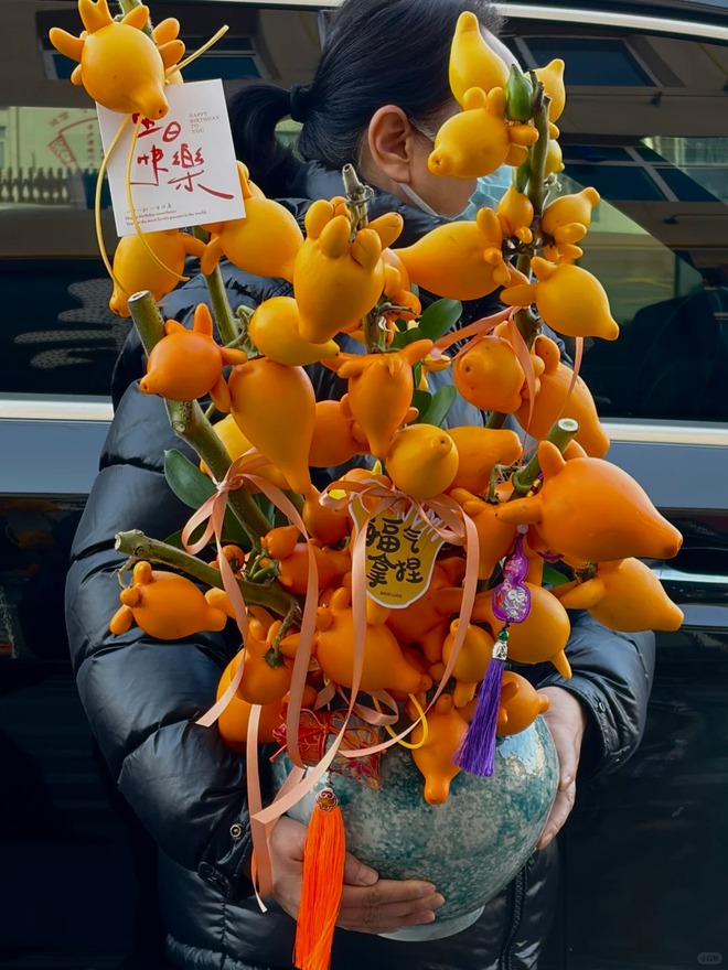 "Cây tài lộc" ít người biết: Quả vàng óng 5 múi, chưng Tết 2026 mang ý nghĩa "ngũ phúc lâm môn", tiền vào như nước- Ảnh 4. "Cây tài lộc" ít người biết: Quả vàng óng 5 múi, chưng Tết 2026 mang ý nghĩa "ngũ phúc lâm môn", tiền vào như nước- Ảnh 4.