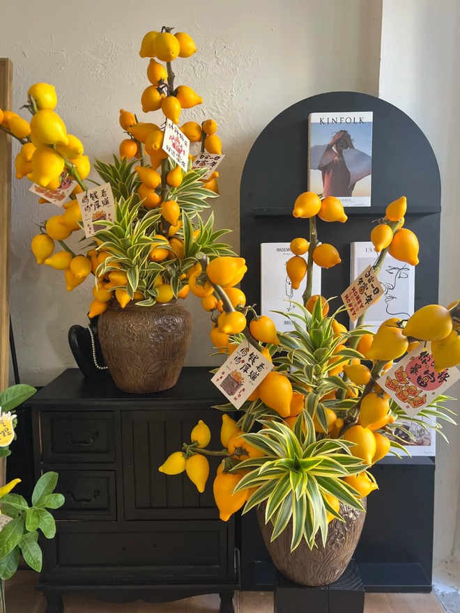 "Cây tài lộc" ít người biết: Quả vàng óng 5 múi, chưng Tết 2026 mang ý nghĩa "ngũ phúc lâm môn", tiền vào như nước- Ảnh 20. "Cây tài lộc" ít người biết: Quả vàng óng 5 múi, chưng Tết 2026 mang ý nghĩa "ngũ phúc lâm môn", tiền vào như nước- Ảnh 20.