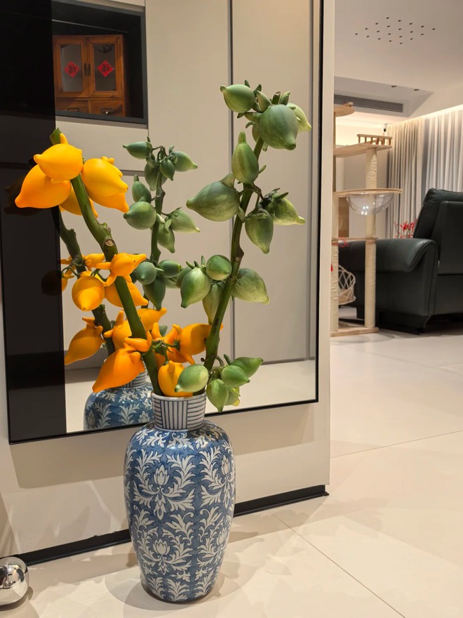 "Cây tài lộc" ít người biết: Quả vàng óng 5 múi, chưng Tết 2026 mang ý nghĩa "ngũ phúc lâm môn", tiền vào như nước- Ảnh 21. "Cây tài lộc" ít người biết: Quả vàng óng 5 múi, chưng Tết 2026 mang ý nghĩa "ngũ phúc lâm môn", tiền vào như nước- Ảnh 21.