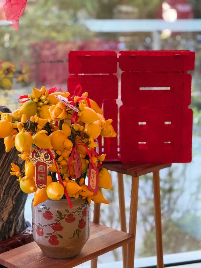 "Cây tài lộc" ít người biết: Quả vàng óng 5 múi, chưng Tết 2026 mang ý nghĩa "ngũ phúc lâm môn", tiền vào như nước- Ảnh 7. "Cây tài lộc" ít người biết: Quả vàng óng 5 múi, chưng Tết 2026 mang ý nghĩa "ngũ phúc lâm môn", tiền vào như nước- Ảnh 7.