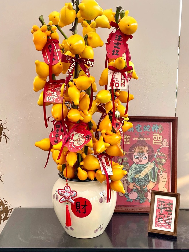 "Cây tài lộc" ít người biết: Quả vàng óng 5 múi, chưng Tết 2026 mang ý nghĩa "ngũ phúc lâm môn", tiền vào như nước- Ảnh 47. "Cây tài lộc" ít người biết: Quả vàng óng 5 múi, chưng Tết 2026 mang ý nghĩa "ngũ phúc lâm môn", tiền vào như nước- Ảnh 47.