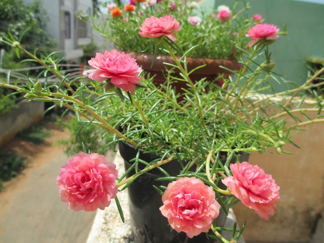 4 dấu hiệu nhận biết ngôi nhà có PHÚC LỘC, vượng vận đến 3 đời- Ảnh 1.