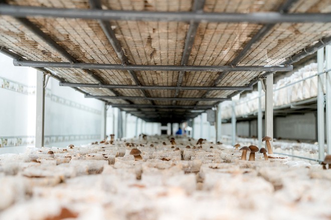 Bỏ phố về qu&ecirc;, ch&agrave;ng trai 3 bằng đại học khởi nghiệp trồng nấm- Ảnh 3.