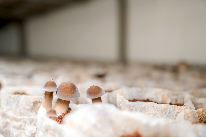 Bỏ phố về qu&ecirc;, ch&agrave;ng trai 3 bằng đại học khởi nghiệp trồng nấm- Ảnh 5.